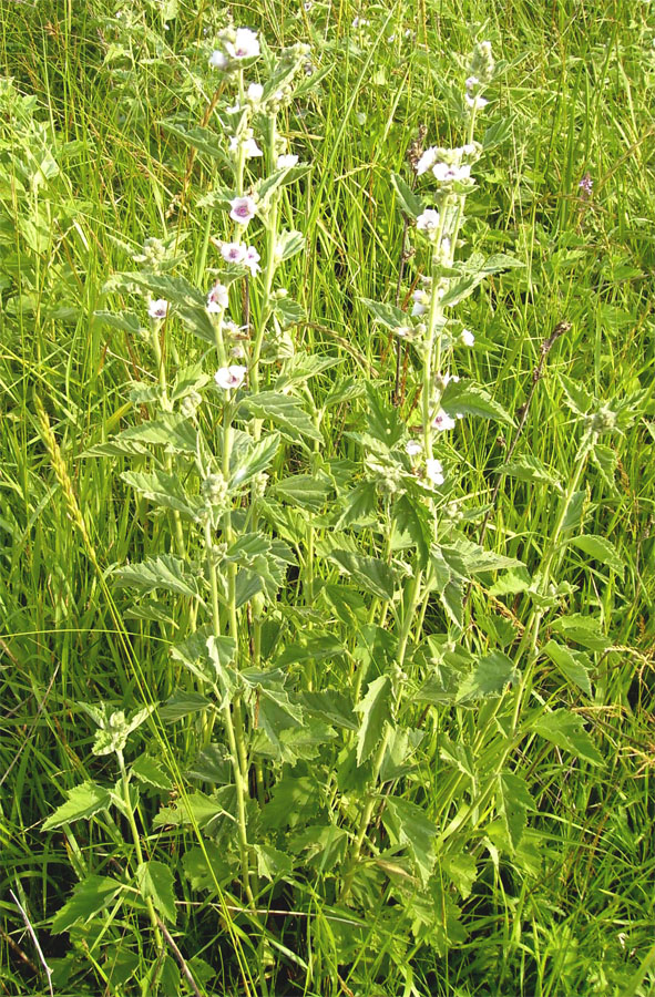 Image of Althaea officinalis specimen.