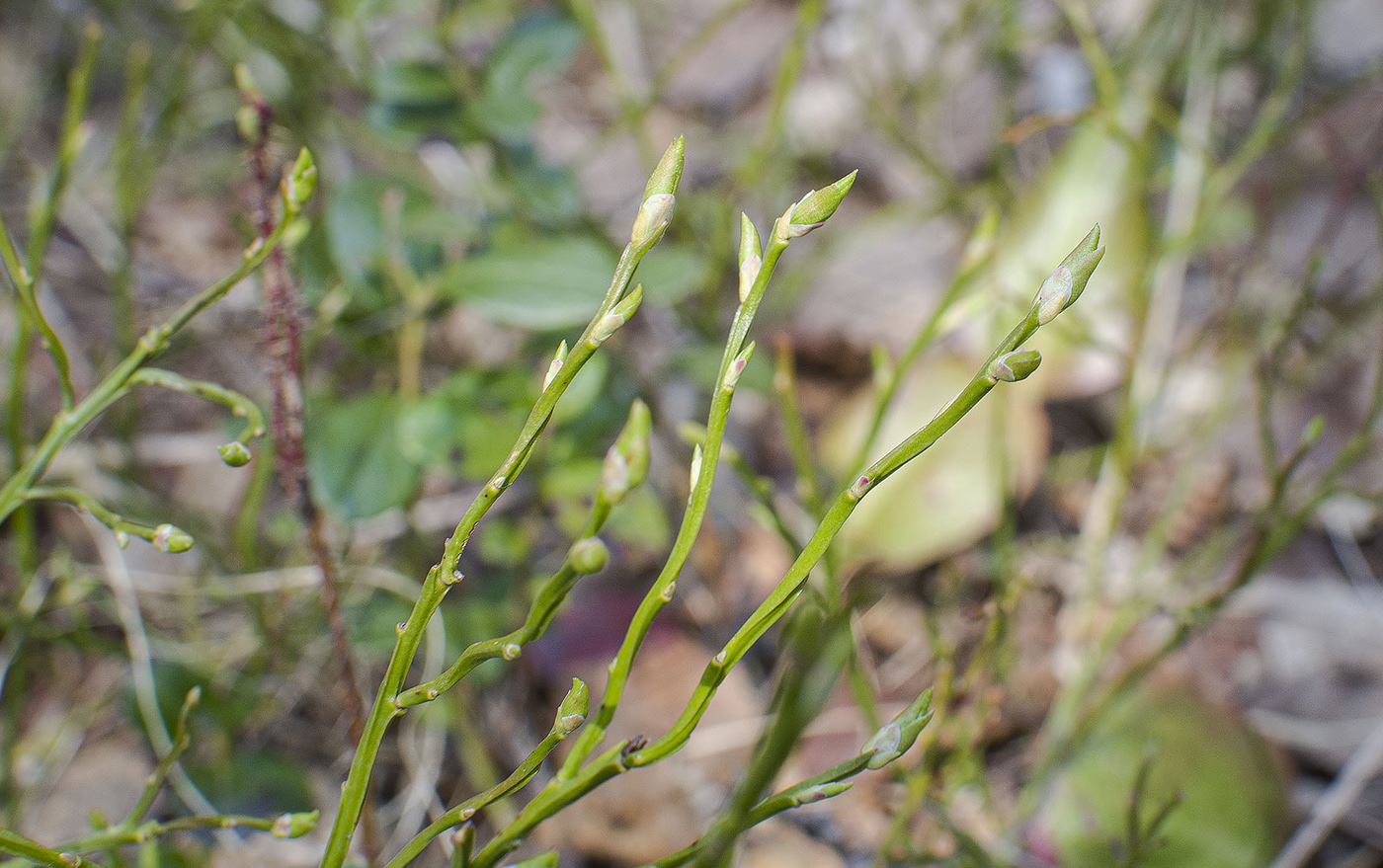 Image of Vaccinium myrtillus specimen.