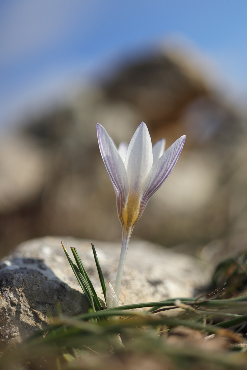 Изображение особи Crocus tauricus.