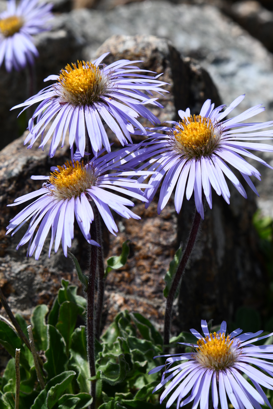 Изображение особи Erigeron heterochaeta.