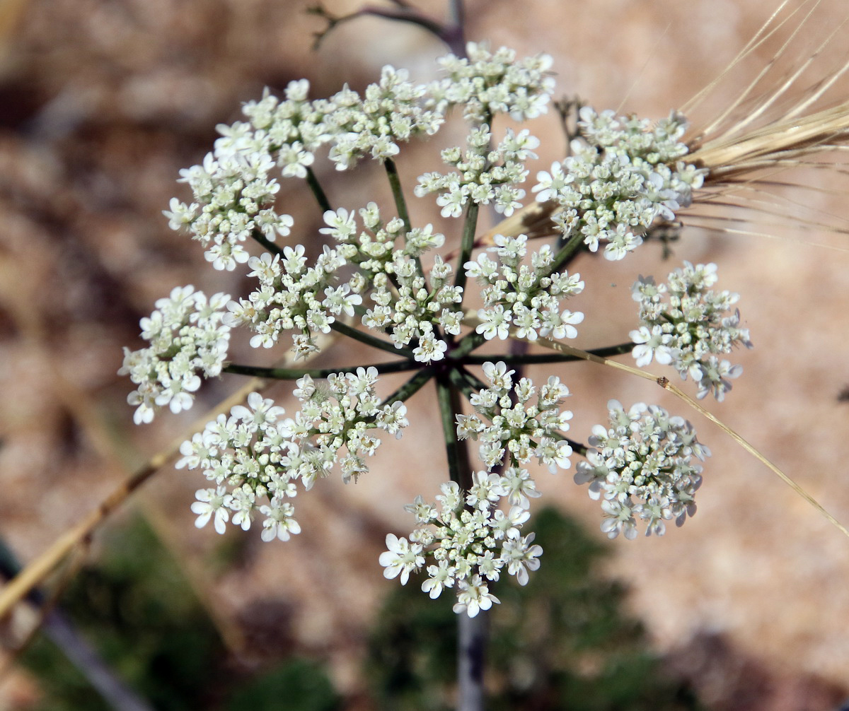 Изображение особи Astrodaucus littoralis.