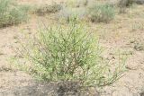 Zygophyllum eichwaldii
