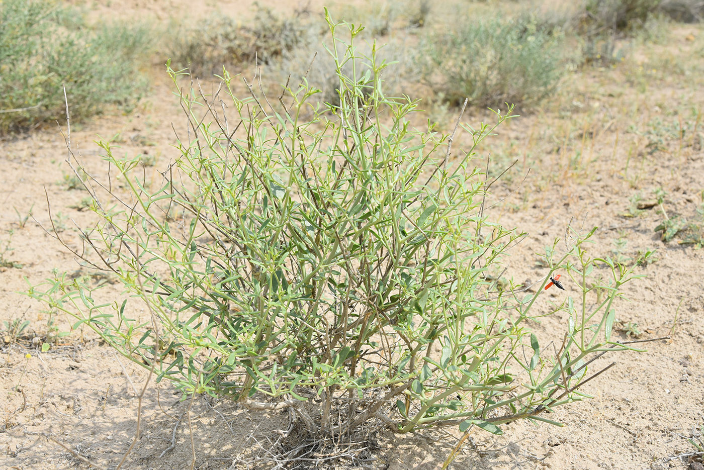 Image of Zygophyllum eichwaldii specimen.