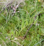 Chorispora tenella