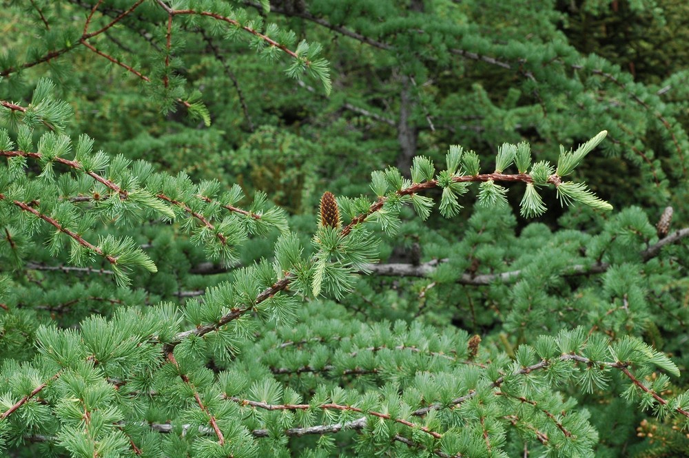 Изображение особи Larix potaninii.