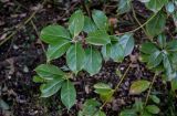 Cinnamomum glanduliferum