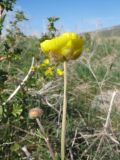 Ranunculus czimganicus. Побег с цветком. Южный Казахстан, Таласский Алатау, горы Таскора, пер. Буранши-Асу, ≈ 1550 м н.у.м., платообразная вершина, саванноиды. 21 апреля 2025 г.