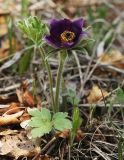 Pulsatilla chinensis