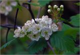 Crataegus submollis. Соцветия с бутонами и раскрывшимися цветками. Московская обл., Раменский р-н, окр. дер. Хрипань, садовый участок. 21.05.2025.