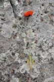 genus Papaver. Цветущее растение. Грузия, Самцхе-Джавахети, окр. ур. Немецкая дорога, выс. 1400 м н.у.м., луг. 18 мая 2025 г.