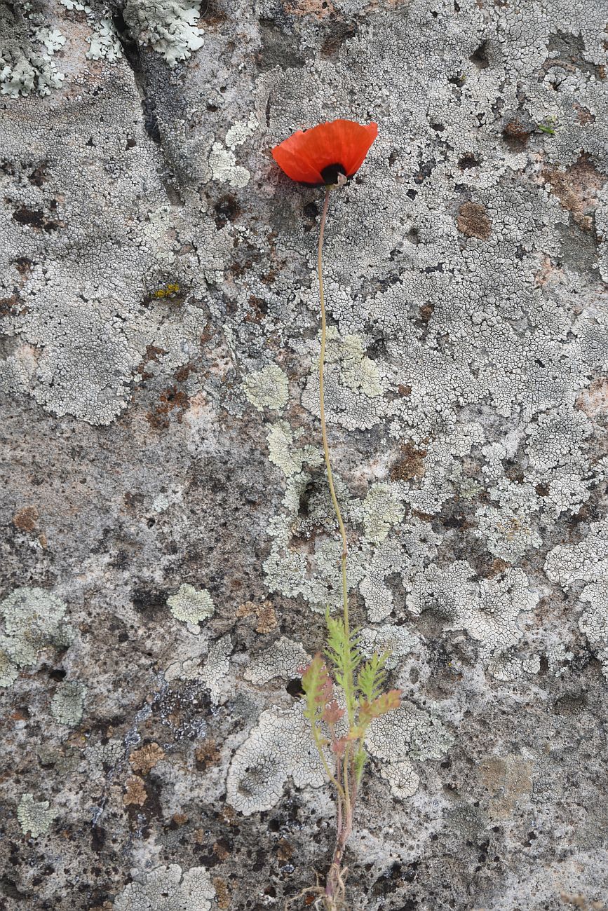 Image of genus Papaver specimen.