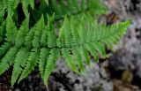 genus Dryopteris. Верхушка вайи. Китай, пров. Аньхой, национальный парк \"Хуаншань\", каменистый склон. 29.05.2025.