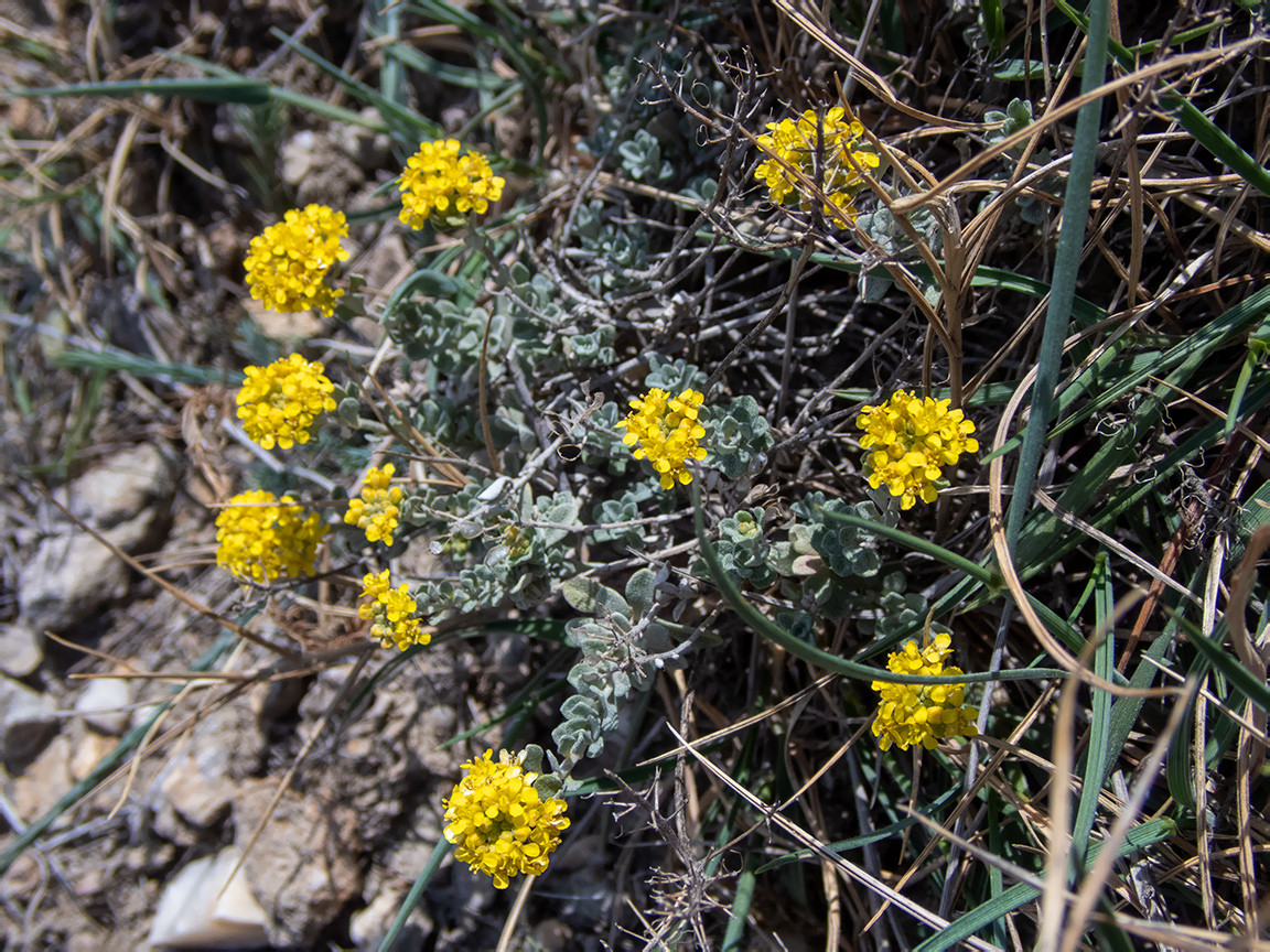 Image of genus Odontarrhena specimen.