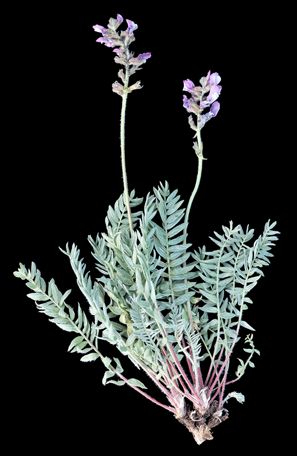 Изображение особи Oxytropis canopatula.