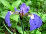 Iris setosa