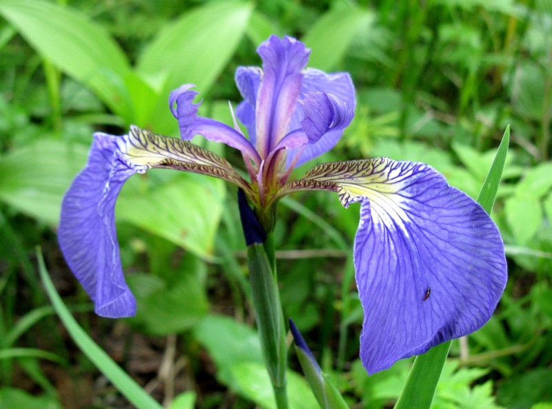 Image of Iris setosa specimen.