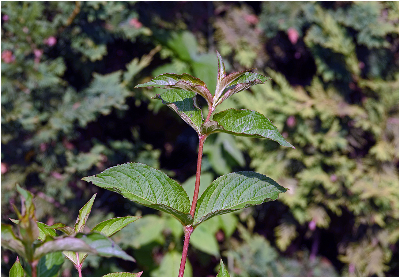 Image of Weigela hybrida specimen.