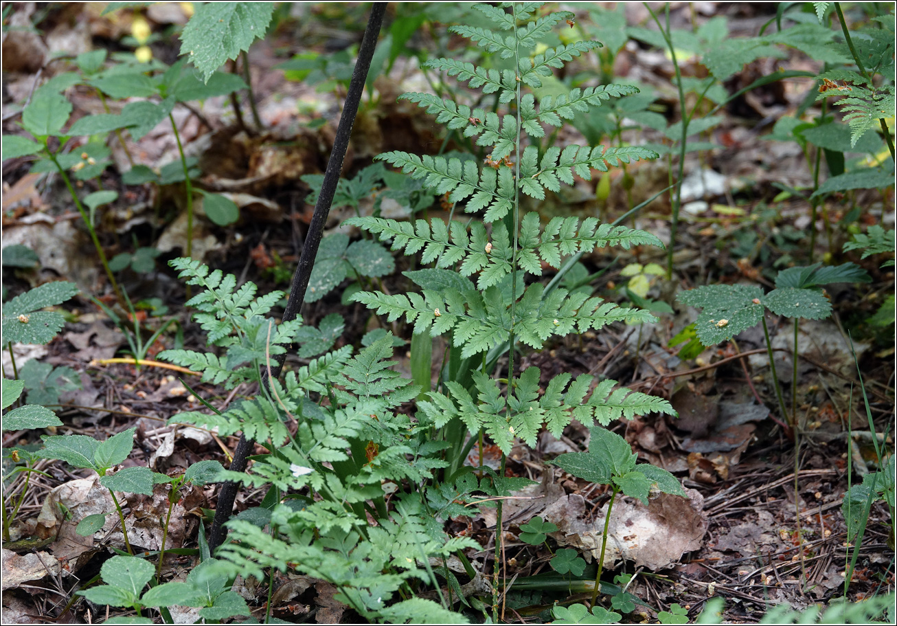 Image of Dryopteris carthusiana specimen.