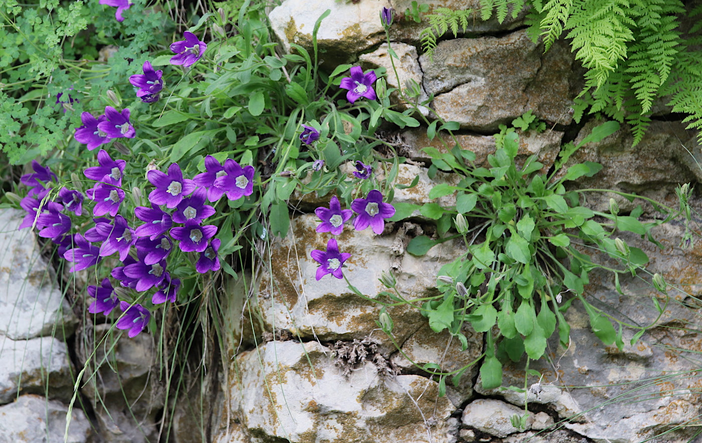 Изображение особи Campanula argunensis.