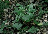 Mycelis muralis