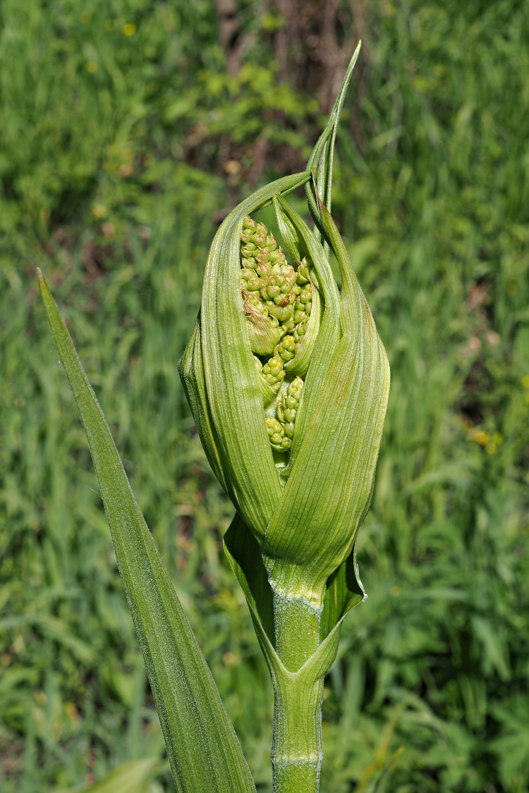 Изображение особи Veratrum lobelianum.