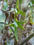Cirsium vulgare. Лист. Республика Молдова, муниципалитет Кишинёв, г. Кодру, частная усадьба. 15 августа 2025 г.