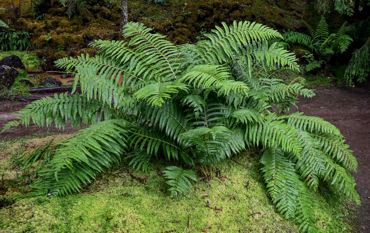 Изображение особи Osmundastrum asiaticum.