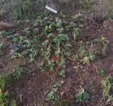 Image of taxon representative. Author is Григорий Токарев