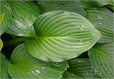 Hosta albomarginata