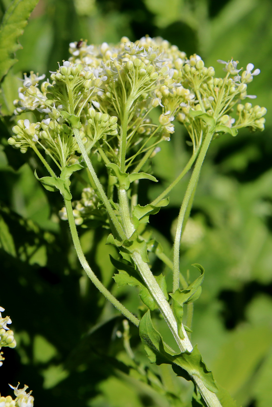 Изображение особи Cardaria draba.
