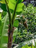 Musa basjoo. Верхушка стебля с соцветием и основания листьев. Китай, г. Шанхай, в культуре. 25.05.2025.