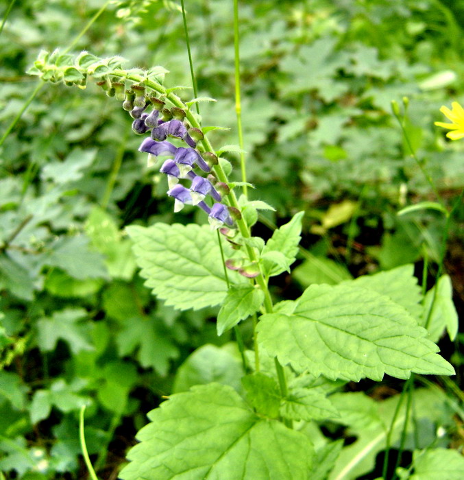 Image of Scutellaria altissima specimen.