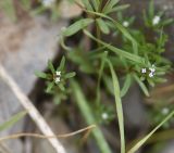 Asperula arvensis. Верхушка цветущего растения. Турция, ил Хаккари, верховья р. Бейазсу, Кырыкдаг Яйла, правый борт долины в 1,5 км ниже базового лагеря, выс. ок. 2400 м н.у.м., на склоне. 24 мая 2025 г.