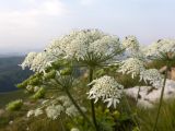 Heracleum ponticum. Верхушка побега с соцветием. Карачаево-Черкесия, Малокарачаевский р-н, гора Малый Бермамыт, ≈ 2400 н.у.м., частично задернованная крупнокаменистая осыпь. 01.08.2025.