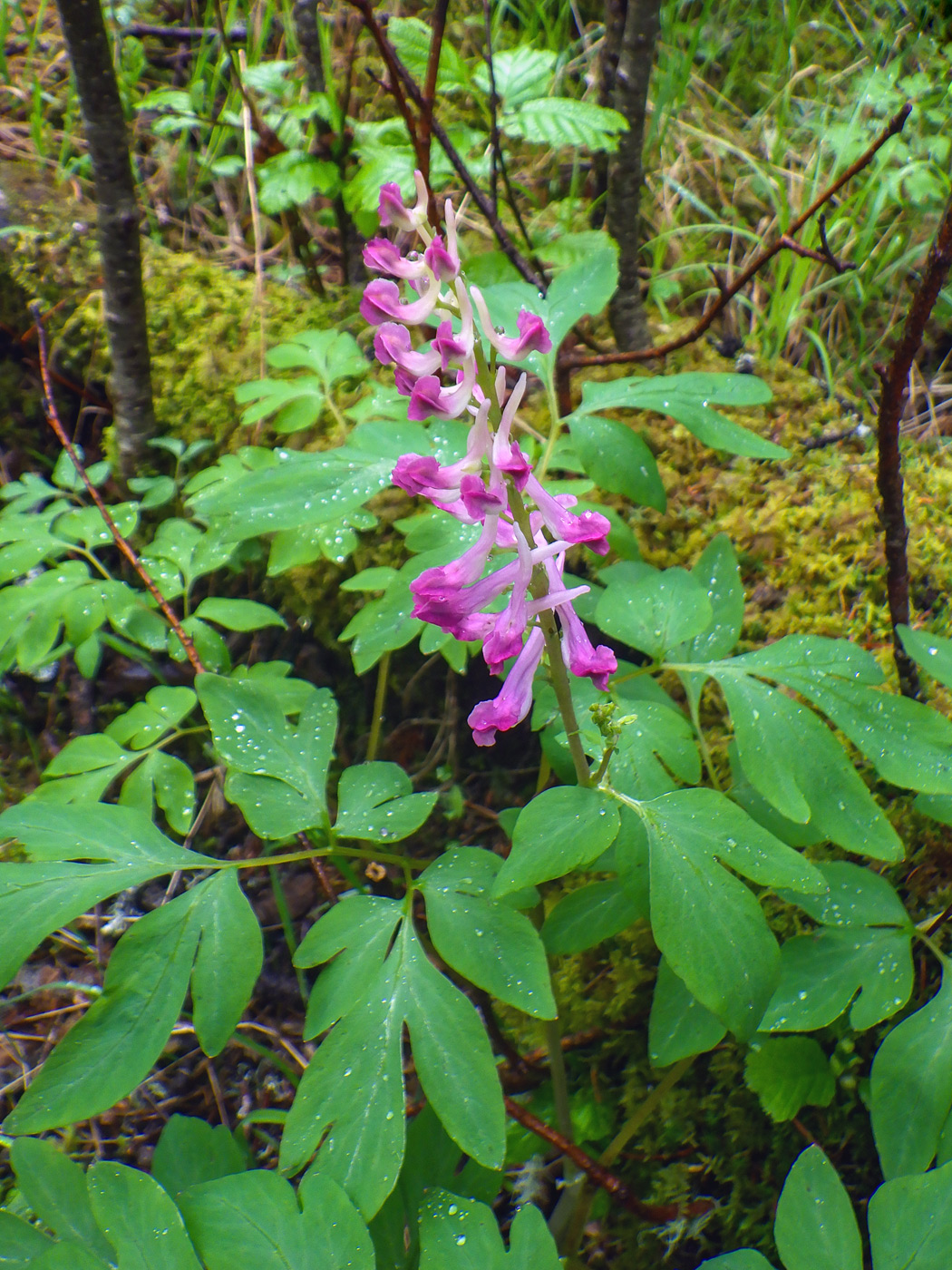 Image of Corydalis gigantea specimen.