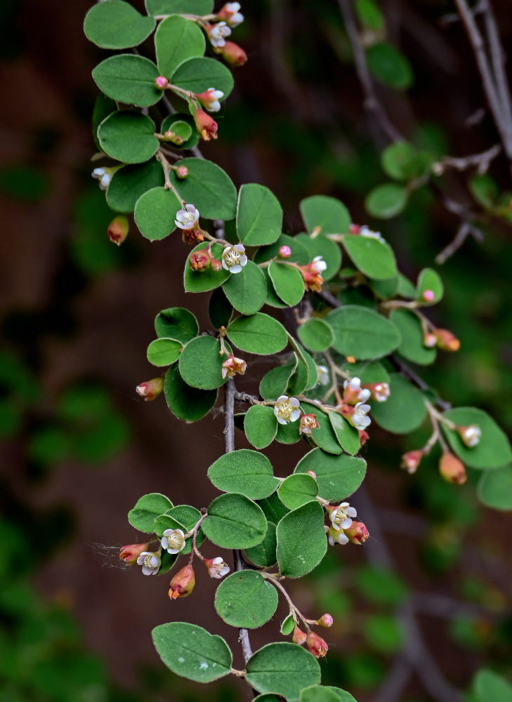 Image of Cotoneaster integerrimus specimen.