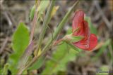 Lathyrus cicera