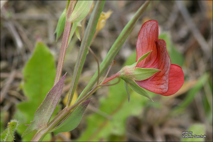 Изображение особи Lathyrus cicera.