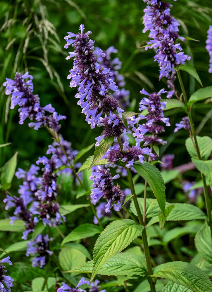 Image of Nepeta subsessilis specimen.