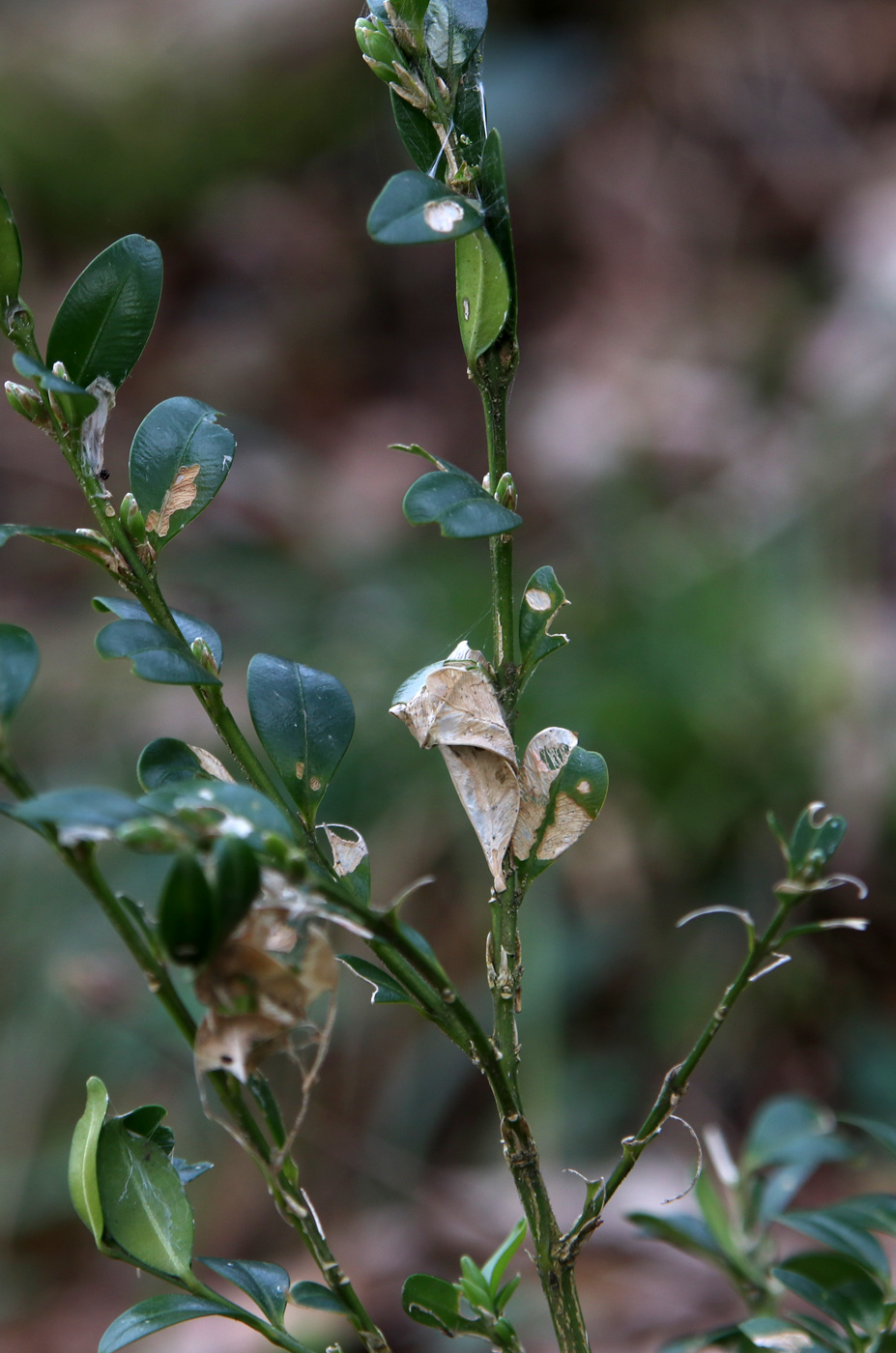 Image of Buxus colchica specimen.