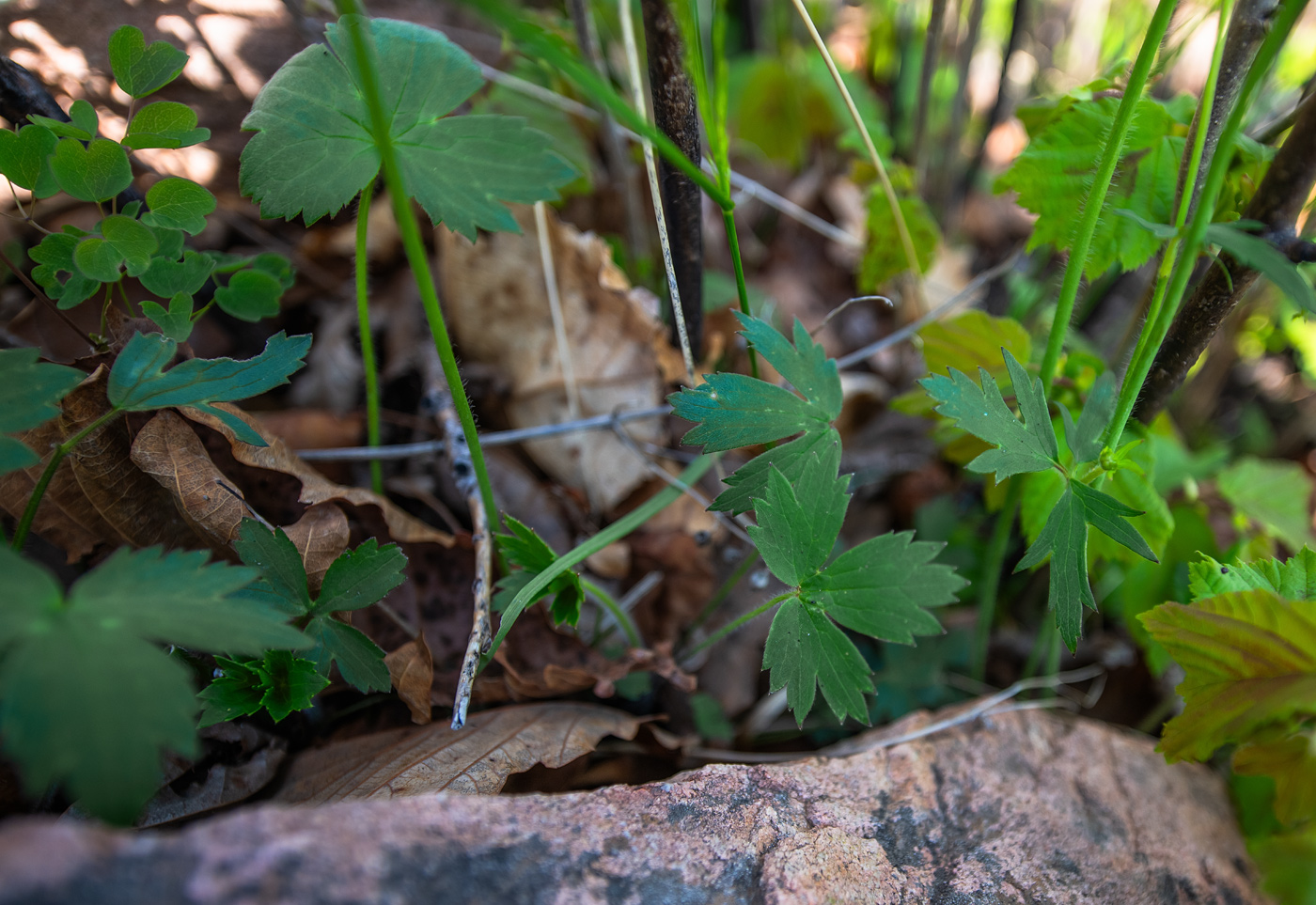 Изображение особи Ranunculus japonicus.