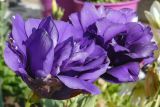 Eustoma grandiflorum