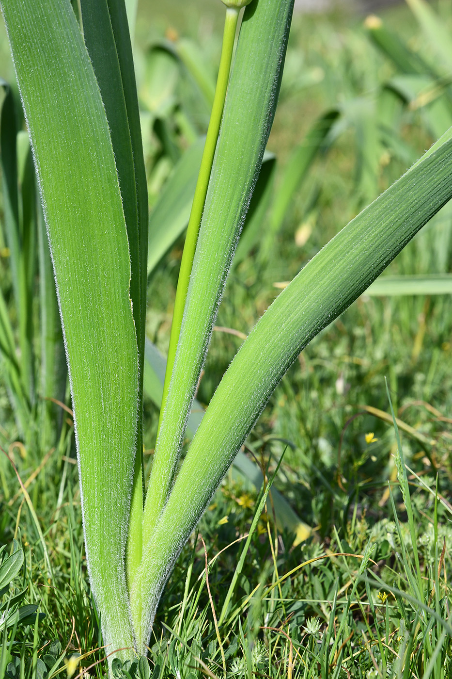 Изображение особи род Allium.