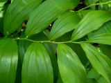 Polygonatum hirtum. Часть листа. Крым, Кировский р-н, Агармышский лес, влажный тенистый склон с сочащейся из грунта водой, возле грунтовой дороги. 03.05.2025.
