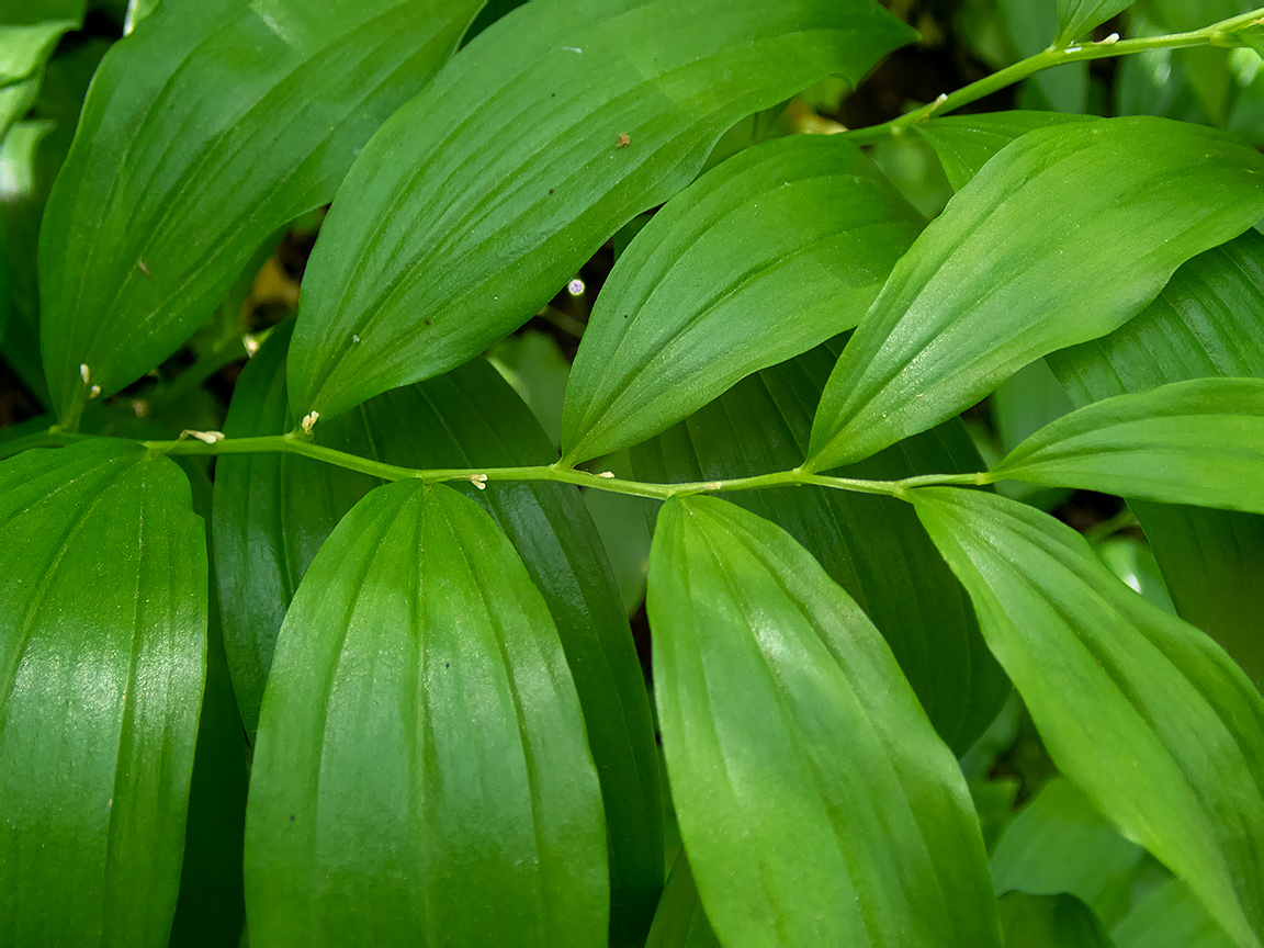 Image of Polygonatum hirtum specimen.