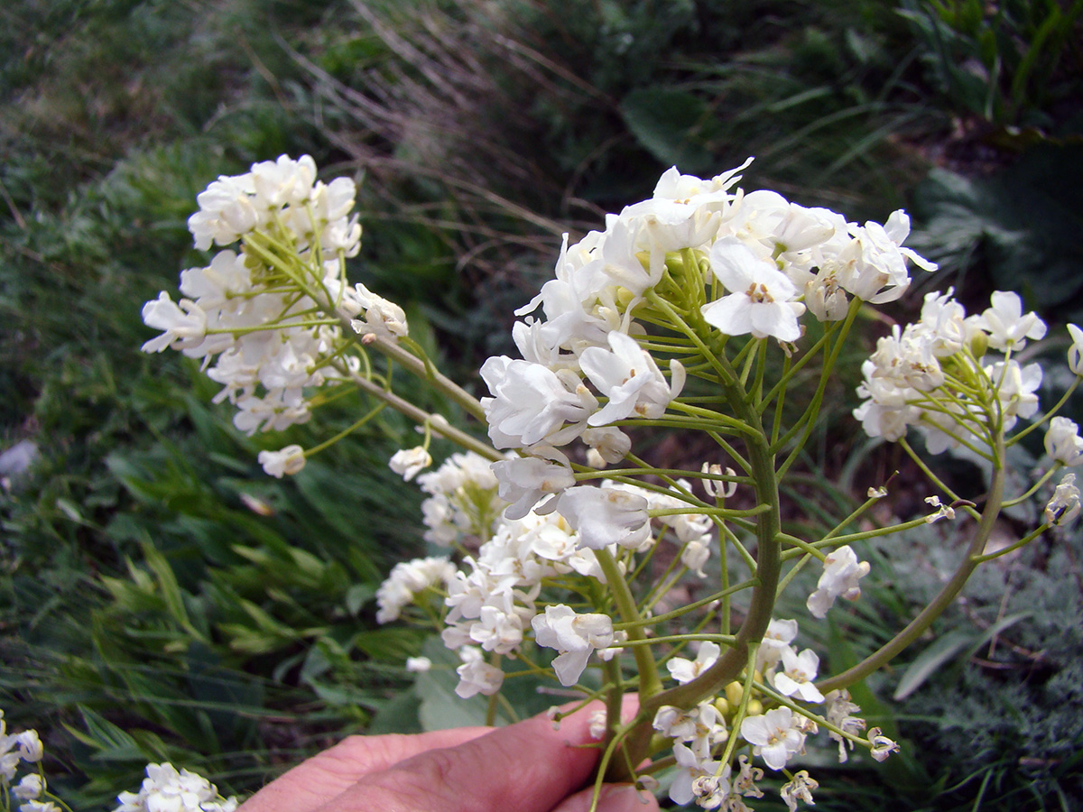 Image of Eutrema pseudocordifolium specimen.