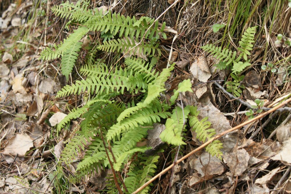 Image of Polypodium sibiricum specimen.