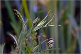 Lathyrus pratensis. Верхушки побегов с формирующимися соцветиями. Московская обл., Раменский р-н, окр. дер. Хрипань, садовый участок. 16.06.2026.