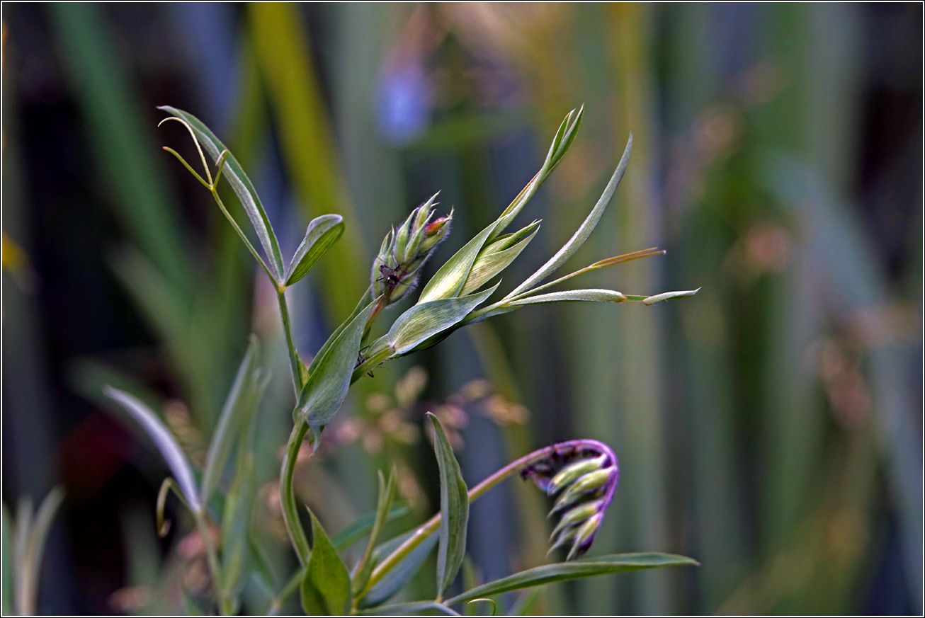 Image of Lathyrus pratensis specimen.