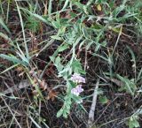 Vicia biennis. Часть цветущего растения. Волгоград, Красноармейский р-н, пос. 1-3. 20.06.2026.